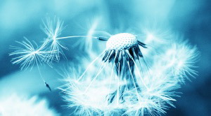 696712_original_R_K_B_by_Tanja Lidke_pixelio_blau.web2.jpg